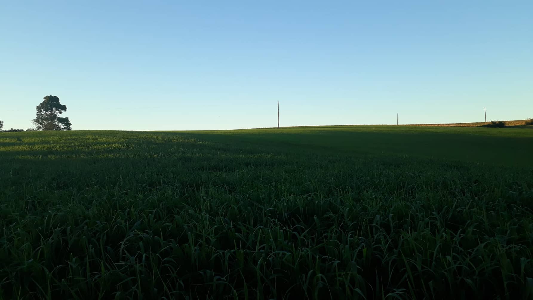 Pesquisa vai caracterizar formas de manejo para reduzir custos de produção no trigo