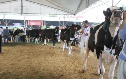 Expointer 2019 contará com 3.975 animais inscritos