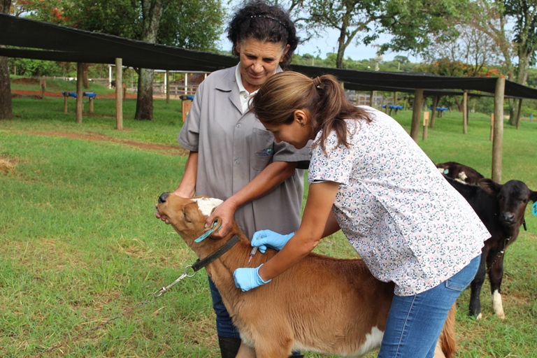 Cuidado com bezerros começa logo nas primeiras horas de vida