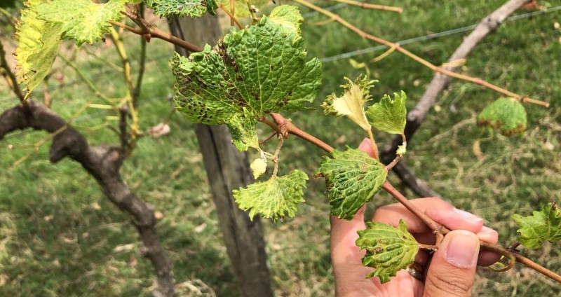 RS estabelece regras para aplicação de agrotóxicos para evitar deriva