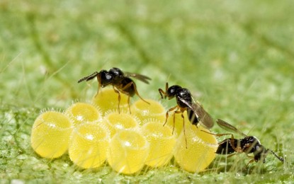 Controle biológico no Brasil tem potencial de crescer 20% ao ano
