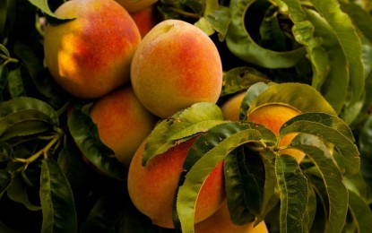 Chegou a hora de monitorar as mosca-das-frutas nos pomares