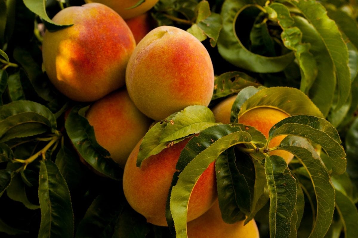 Chegou a hora de monitorar as mosca-das-frutas nos pomares