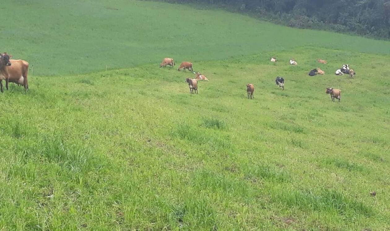 Como superar as dificuldades de viabilidade da produção leiteira