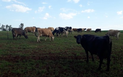 Programa Leite Seguro vai beneficiar cadeia produtiva do Rio Grande do Sul