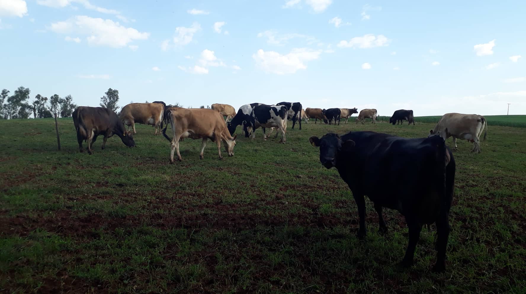 Programa Leite Seguro vai beneficiar cadeia produtiva do Rio Grande do Sul