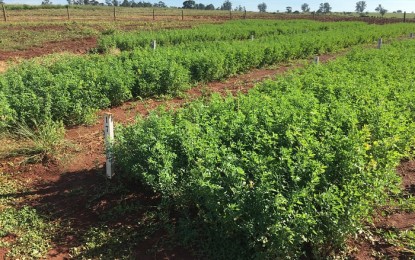 Fertilizante natural e liberado para orgânicos na UE amplia produção em 20%