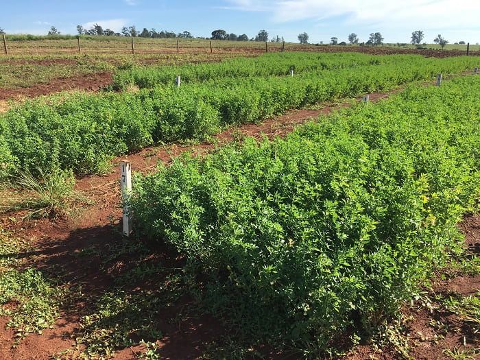 Fertilizante natural e liberado para orgânicos na UE amplia produção em 20%