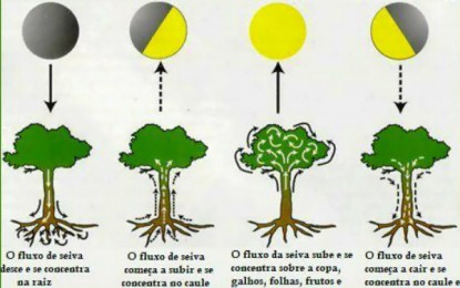 Conheça a influência da lua na agricultura