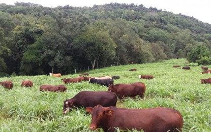 Estados Unidos reabrem mercado para carne in natura do Brasil