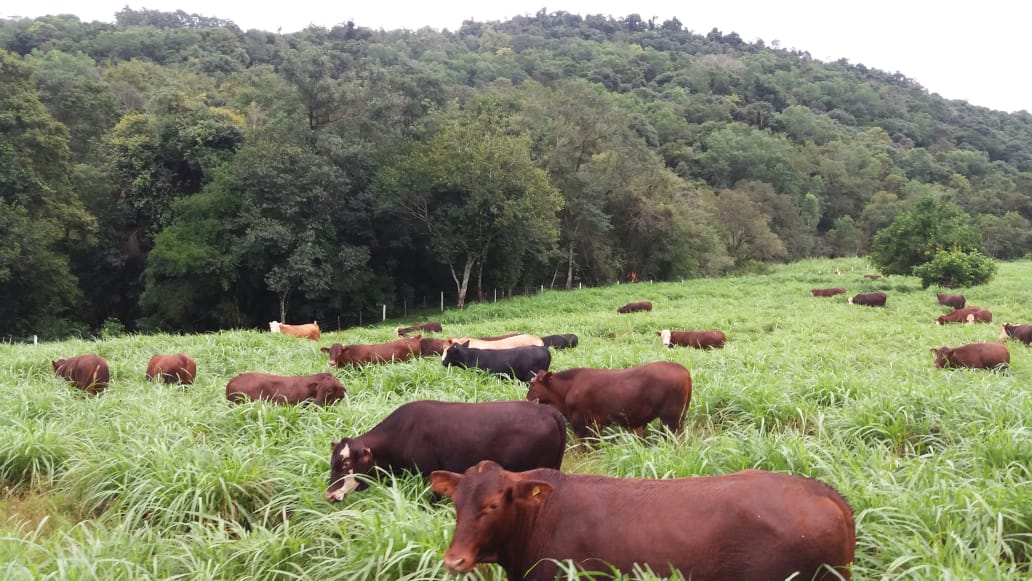 Estados Unidos reabrem mercado para carne in natura do Brasil