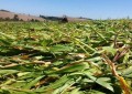 Agricultor de Tenente Portela mostra como conservar água no solo em tempos de estiagem