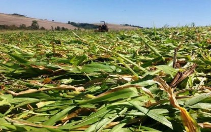 Agricultor de Tenente Portela mostra como conservar água no solo em tempos de estiagem