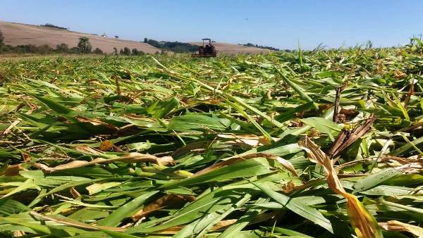 Agricultor de Tenente Portela mostra como conservar água no solo em tempos de estiagem