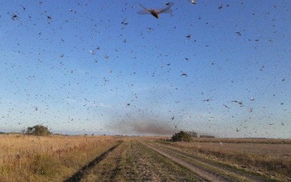 Secretaria da Agricultura do RS Monitora Nuvem de Gafanhotos que Avança Pela Aprgentina