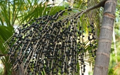 Pesquisadores testam açaí no tratamento da covid-19