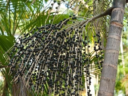 Pesquisadores testam açaí no tratamento da covid-19