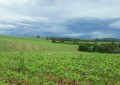 Registro de defensivos agrícolas de controle biológico chega a 76 e bate recorde em 2020