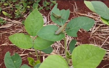 Surtos de gafanhotos começam a ser investigados no Noroeste do RS