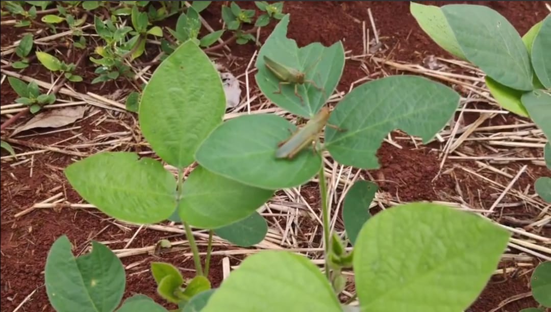 Surtos de gafanhotos começam a ser investigados no Noroeste do RS