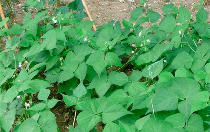 Brasil desenvolve feijão resistente a doença bacteriana quarentenária