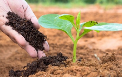 Plano Nacional de Fertilizantes Será Elaborado