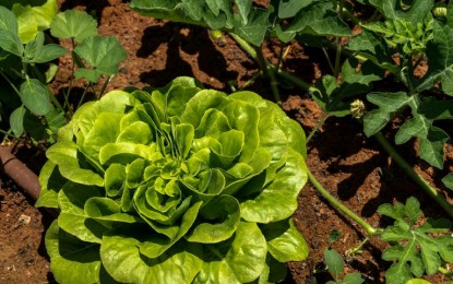 Normas para produção integrada de folhosas entram em vigor em fevereiro