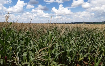 Produtores tiveram bons rendimentos com safrinha de milho, feijão e pastagens após a colheita do tabaco