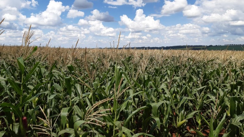 Produtores tiveram bons rendimentos com safrinha de milho, feijão e pastagens após a colheita do tabaco