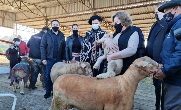 Primeiros animais chegam à Expointer 2021