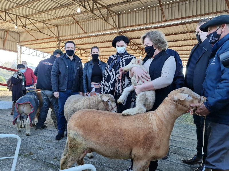 Primeiros animais chegam à Expointer 2021