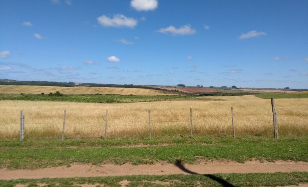 Secretaria da Agricultura publica novas instruções normativas relacionadas a agrotóxicos