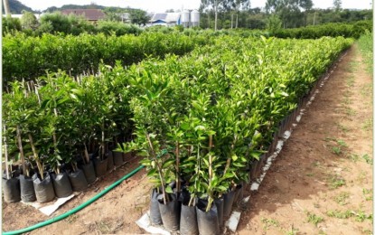 A produção de mudas de citros em recipientes traz vantagens para o pequeno agricultor, destaca pesquisa do DDPA