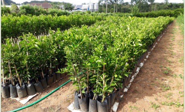 A produção de mudas de citros em recipientes traz vantagens para o pequeno agricultor, destaca pesquisa do DDPA